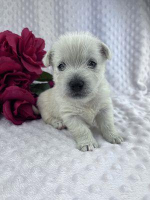 West Highland White Terrier baby love