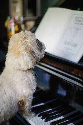 Studio Mascot:  Teddy. Ready for Lessons.