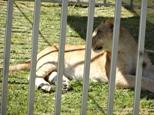 Lions from Lion Habitat