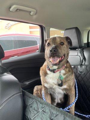 Harry was happy after being bathed at Doggie Zen.