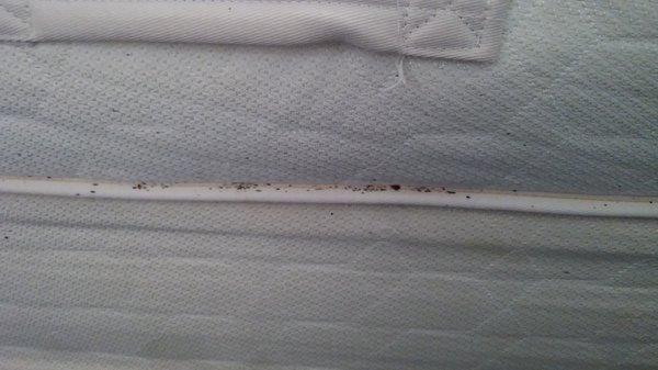 Don't stay at stay lodge in rome on dean street this is what you will find bedbugs. And they won't refund your money either