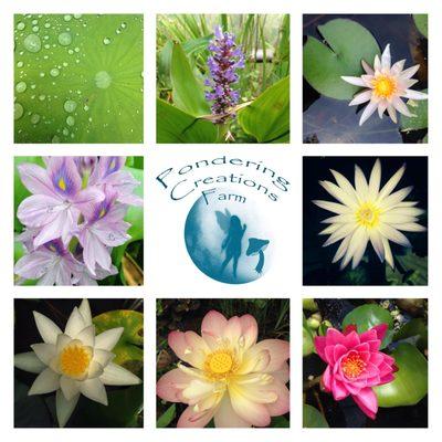 Fish, Aquatic Plants & Pond Supplies