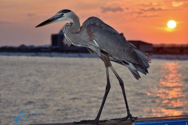 Meet "Fred" one of our Friendly Blue Heron who frequents the Navarre Pier.