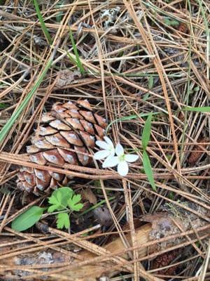 Things are blooming!