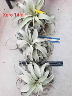 Tillandsia International