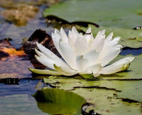 Fragrant water lily