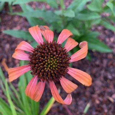 Mature "Tomato Soup" coneflower