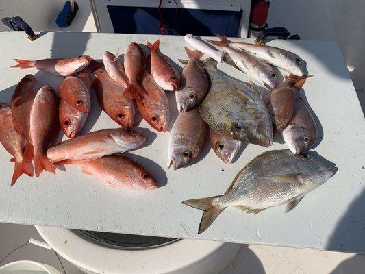 Dead Fish Charters