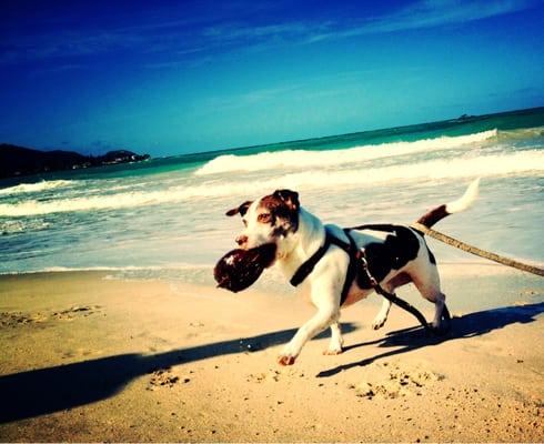 Dogs LOVE 'The Real Oahu'!