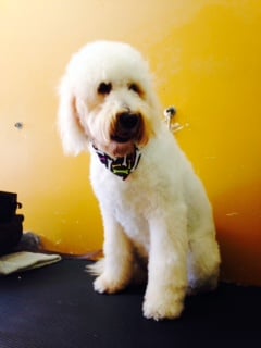 I have tried 6 salons my owner is Fussy, I look the Best from Family Companion Pet Salon !!