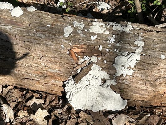 Lumps of cement dumped on property.