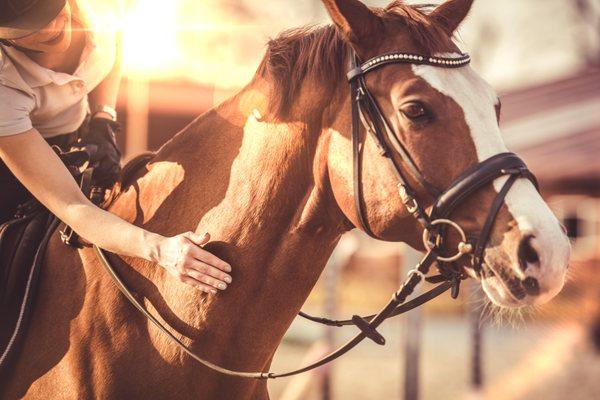 Equestrian Insurance