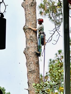 Graniteville Tree Specialist