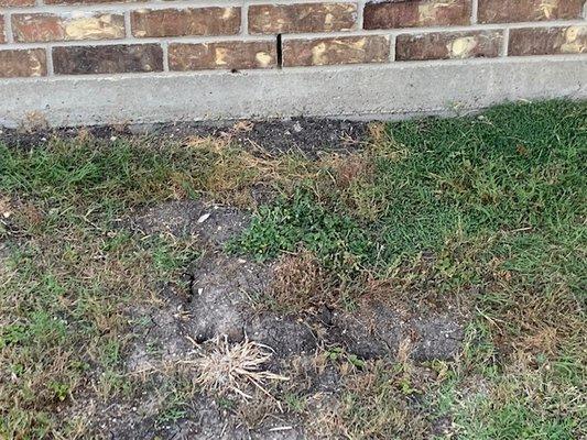 The holes in the backyard started getting worse as you can see that started from near the house to expanding to the yard itself.