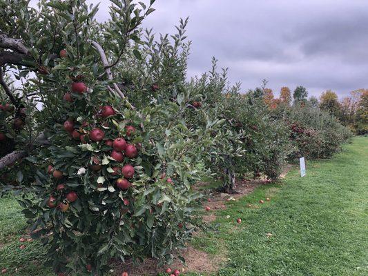 Apple Hill Orchards