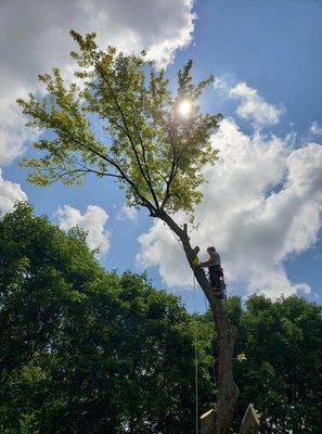 One of our climbers during a removal.