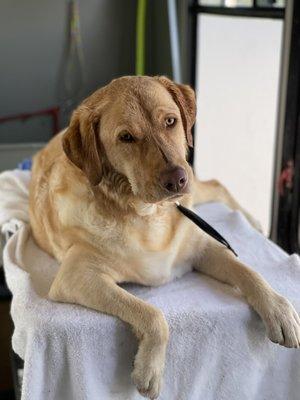 Brodie relaxing after his bath.