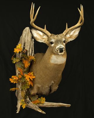 Natures Wildlife Artist Studio of Taxidermy