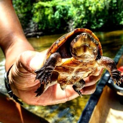 Baby snapping turtle