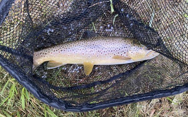 16" Brownie, or Wild Rainbow?