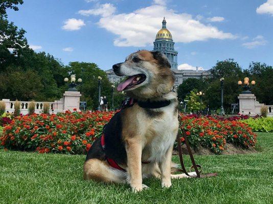 Charlie, trained as a service dog, loves Colorado and is showing his Devotion