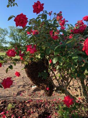 Swarm on roses