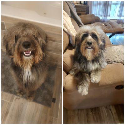 Sweetest Tucker's before and after a light grooming !