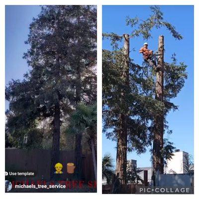 Two Red Wood Trees Topped 

Before / After