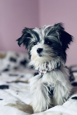 Morkie (Pixie-Lottie)