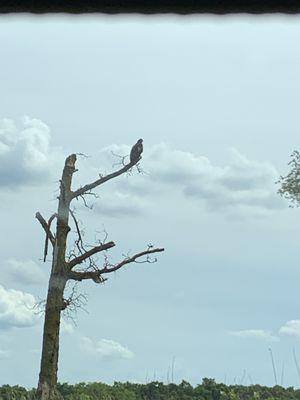 Bald eagle!