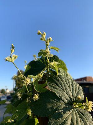 Hops growing in my garden.