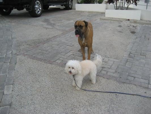 Teddy and his friend and neighbor, Barkley