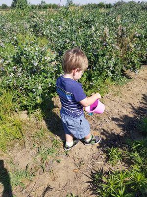 On Saturday mornings, you can go blueberry picking.