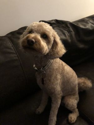 Golden Doodle Mini after grooming.