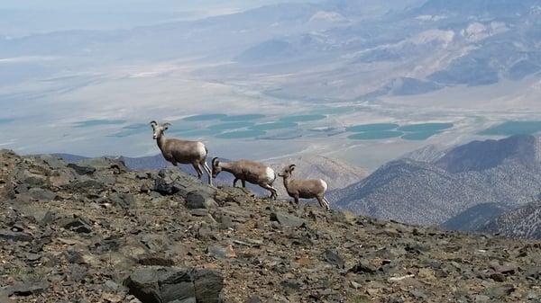 Big Horn sheep, over 13,500 Feet!