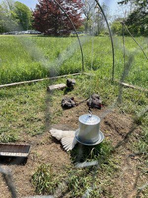 Chicken coop