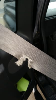 Mouse attacks seat belt