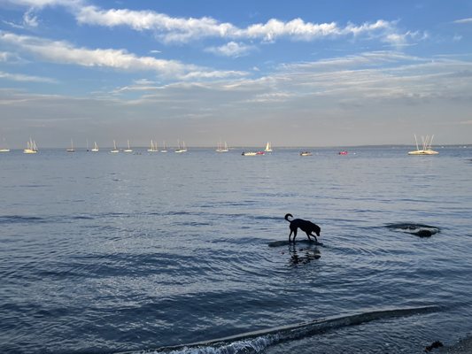 Larchmont Doggie Beach