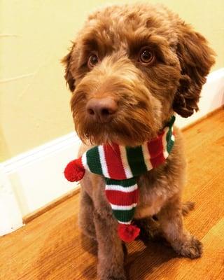 Cooper, a chocolate mini aussidoodle. 
 www.instagram.com/cooper.the.doodle