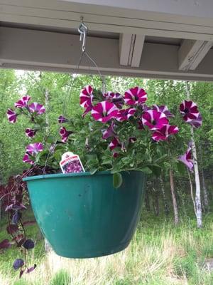 Flowers grow under the roof overhang