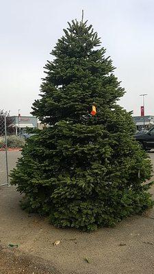 Over 12' Noble Fir! Wow!