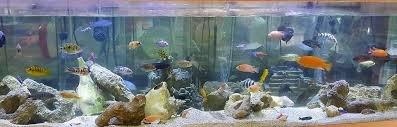 We offer helpful information and supplies for starting your own fishtanks.