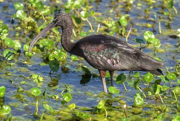 A glossy ibis