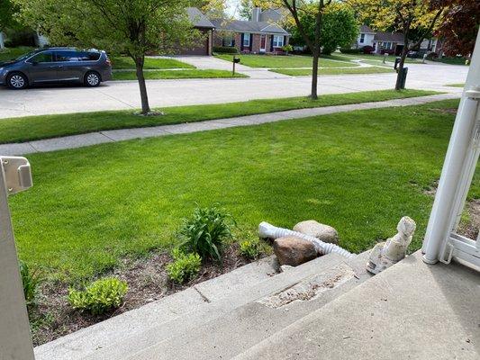 Blue Grass Fertilizing