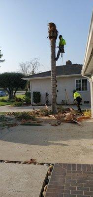 Tree removal in progress