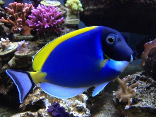 Powder Blue Tang (Acanthurus leucosternon)