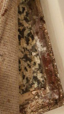 Mold in my floor