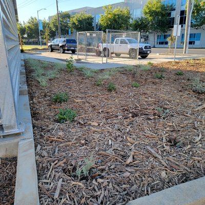 Drip irrigation, planting, & mulch installation
August 2022