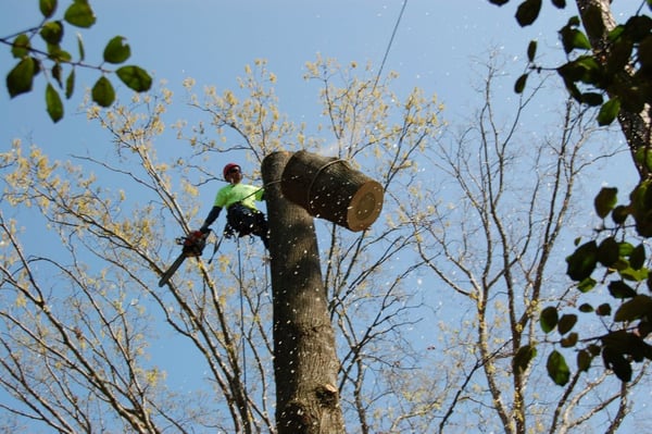 Butch's Tree Service, Inc.