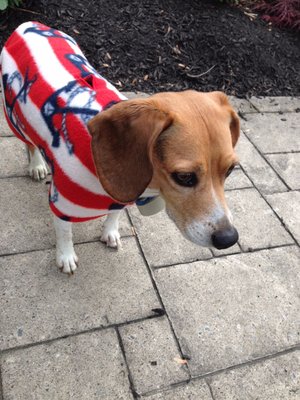 Bella wearing her snugpups fleece. Bella had back surgery and was previously in a wheelchair cart. She walks and "runs" now!